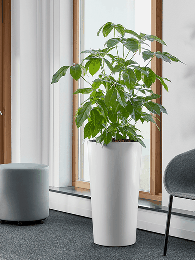 location de plantes pour bureaux à Paris