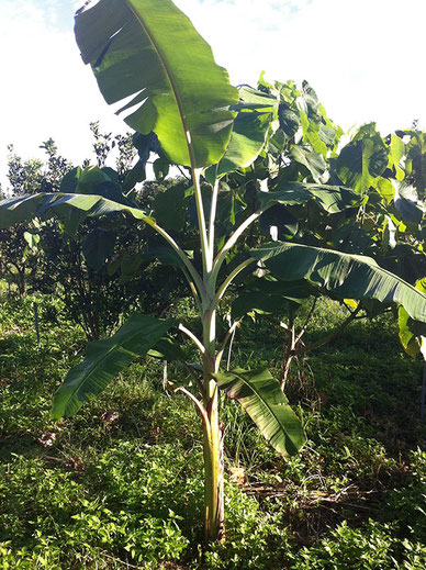 剛種幾個月的香蕉樹