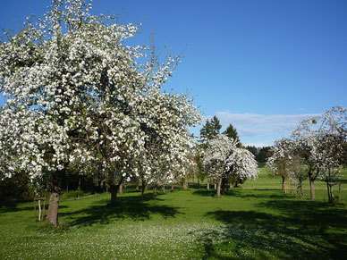 Brennerei Bodensee Streuobst