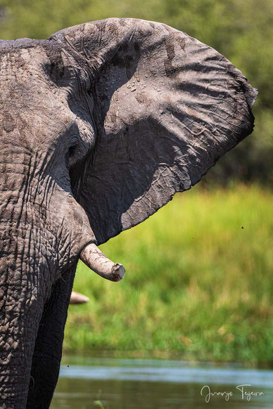 Botsuana posee una de las poblaciones de elefantes más importante de toda África