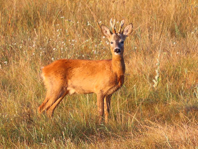 Wildtiere Oderbruch Rehe 