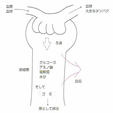 「よくわかる生理学の基本としくみ」より