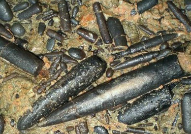 Bélemnites