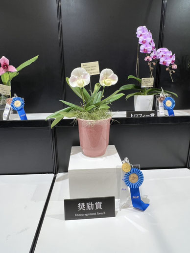 世界らん展2025入賞花！ - (株)東京オーキット・ナーセリー