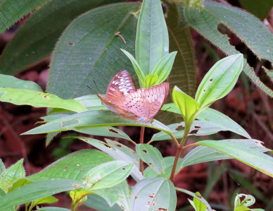 交尾中のペレーアコイナズマ（Tanaecia pelea）右が♂。