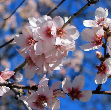 Zweig mit geöffneten rosa Mandelblüten vor blauem Himmel