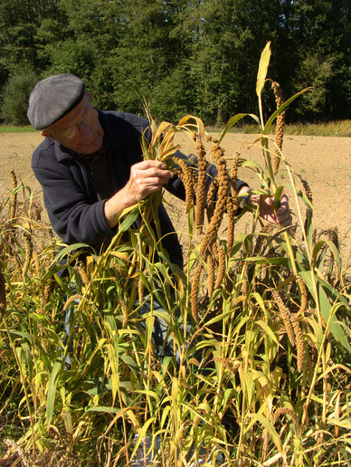 Millet des oiseaux - Moha - Setaria italica - Terra Millet