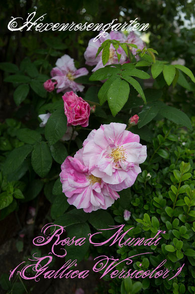 Rosen Rosenblog Hexenrosengarten Rosa Gallica Officinalis Mutation Rosa Gallica Versicolor gestreift Essigrose Rosa Mundi Rosiger Adventskalender