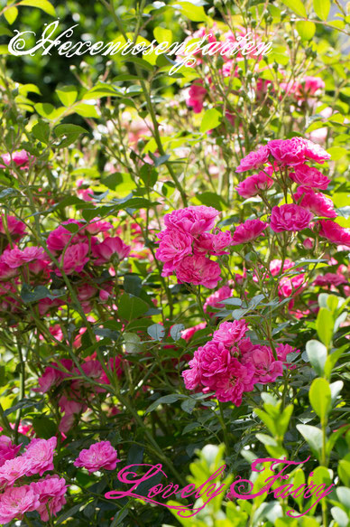 Rosen Rosenblog Hexenrosengarten Kleinstrauchrose pink Lovely Fairy Dickson Rosiger Adventskalender