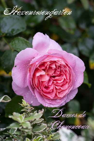 Rosen Rosenblog Hexenrosengarten Dames de Chenonceau Duftrose Delbard Französische Rose Floribunda