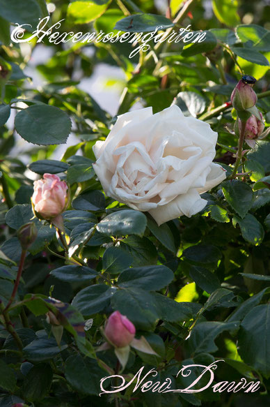 Rosen Rosenblog Hexenrosengarten Kordes Bremer Stadtmusikanten