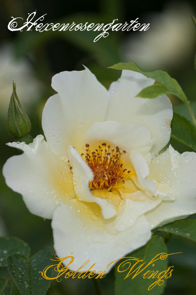 Rosen Rosenblog Hexenrosengarten Strauchrose einfache Blüten Staubgefäße schwefelgelb Golden Wings Shepherd Rosiger Adventskalender