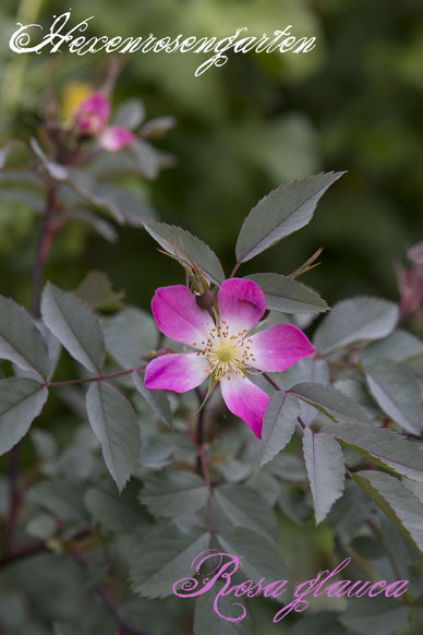 Rosen Rosenblog Hexenrosengarten Hexenrosengarten Rosiger Adventskalender Rosa Glauca Hechtrose