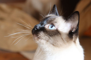 Katze - Tierkommunikation zum Kennenlernen - Erlebnissminar mit Annette Voigt