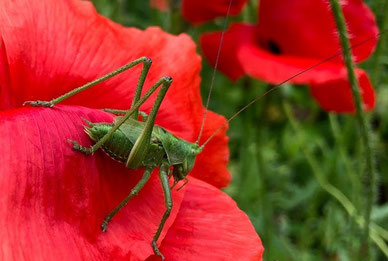 Großes Heupferd (Tettigonia viridissima)