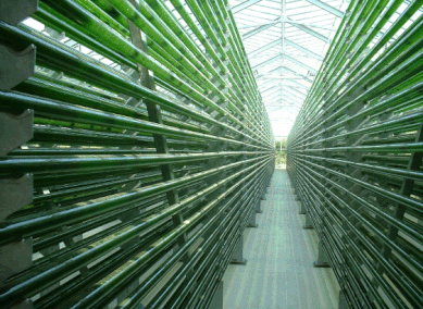 Indoors photobioreactor