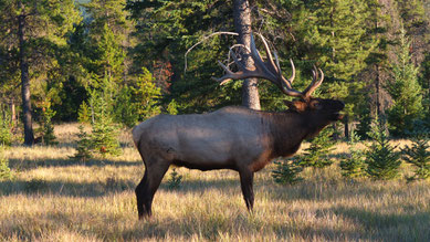 Wapiti