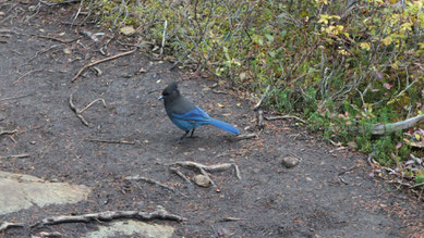 Steller's Jay