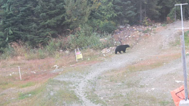 Schwarzbär auf Mountainbike-Strecke