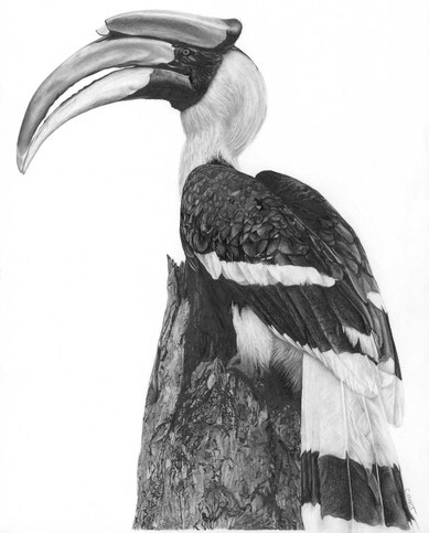Collection Afrique Terre Rouge Calao Toucan dessin crayon noir et blanc réaliste artiste Atelier Capucine Minot