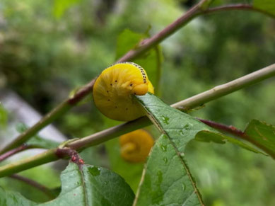 キイロハバチの幼虫