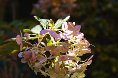 冬咲きの紫陽花