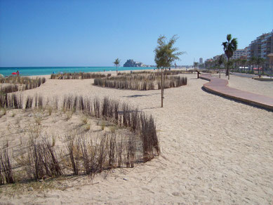 oyats et passerelles en bois sur la plage