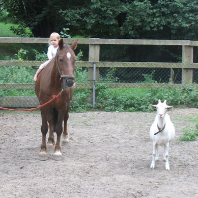 Welsh Cob Gestuet Treidelhof