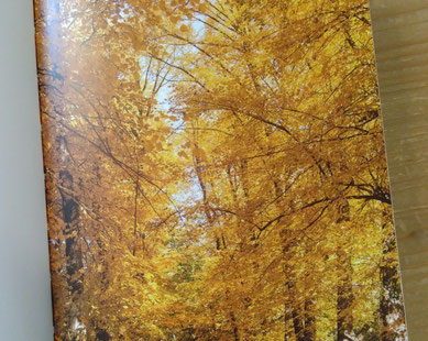 Herbstwald