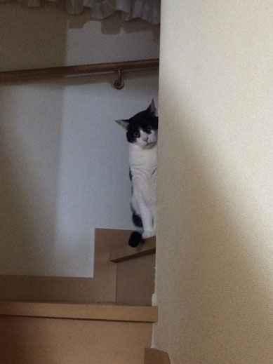 〝セサミ〟