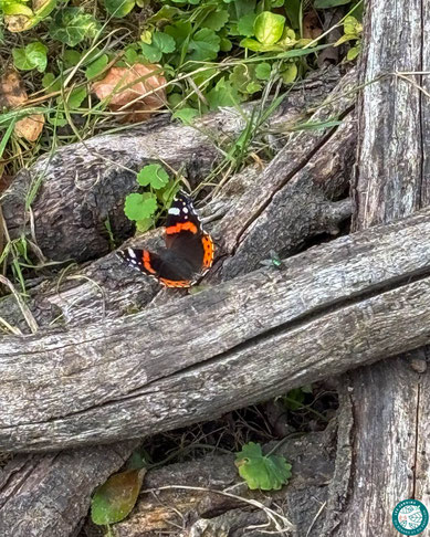 Vulcain sur un tas de bois dans mon jardin naturel