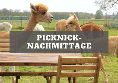 alpaka_picknick_seelenheil_alpakas