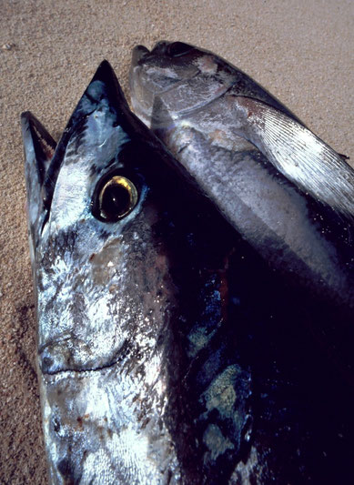 Not really a 'nature' shot: an early morning catch about to become breakfast; Ngeriungs Island, Kayangel Atoll, Palau.