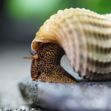 Tylomelania Himalaya