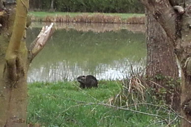 Nutria, Myocastor coypus