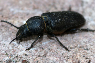 Waldbock, spondylis buprestoides