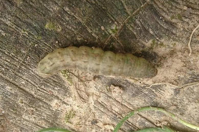 Saateule, Agrotis segetum