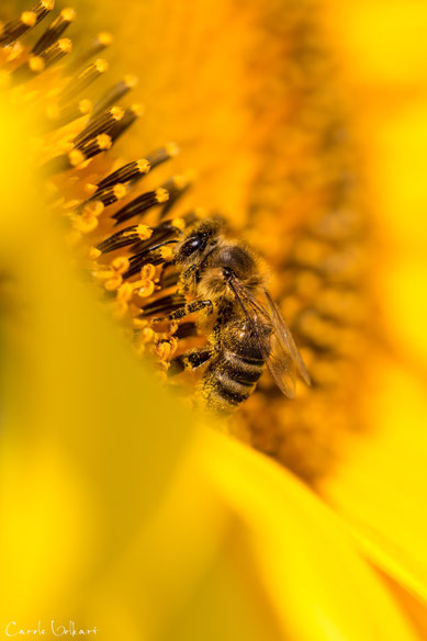 Biene auf Sonnenblume - gibt das dann Sonnenblumenhonig?