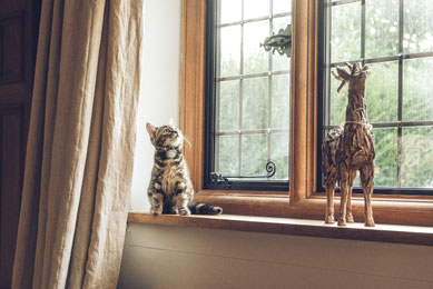 Katze sitzt auf der Fensterbank