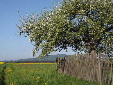 Müllers Garten im Mai