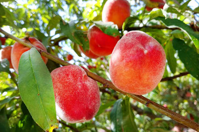 サザン・ヒル・ファームズ（Southern Hill Farms）の木になった熟れた桃の実。来園者は新鮮なフルーツや野菜の収穫を楽しめるほか、ひまわりなど季節の花も購入できる。敷地内にはフードトラックや小さな遊園地があり、大人から子どもまで楽しめる人気の農園。