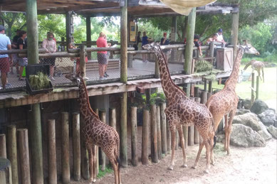 木製デッキからキリンを観察し、来園者が餌やり体験を楽しむ様子。ブレバード動物園はオーランドから車で約1時間、メルボルンに位置し、約200種類の動物が暮らす自然派動物園。アフリカゾーンではキリンやシマウマとの触れ合いが可能で、体験型の展示が魅力。