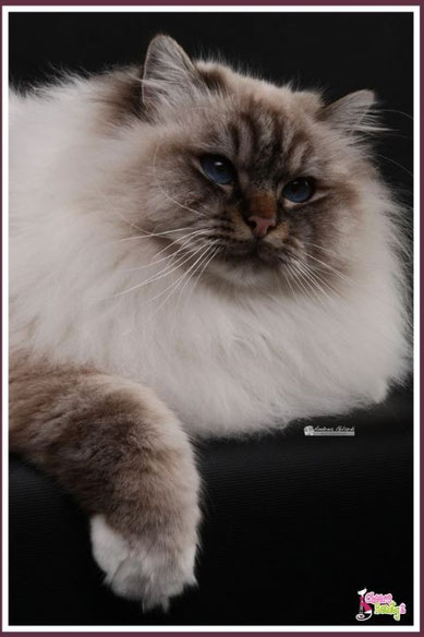 ♥ GIC Holygateway's Safir, DVM (papà di Tinebra, foto 2013 Cheers Beauty's Cattery) ♥