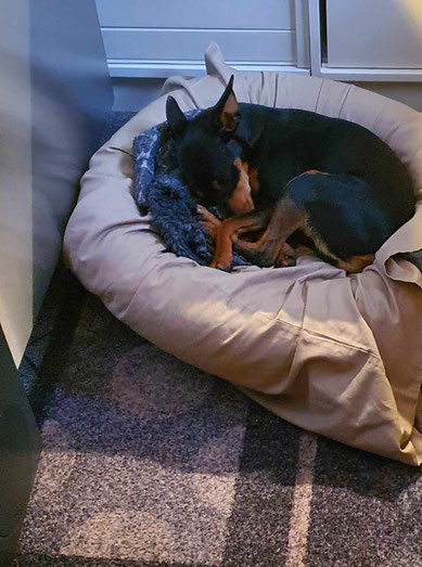 Milo bezog seinen Prinzenplatz bei einer wunderbaren Familie in Hamburg.