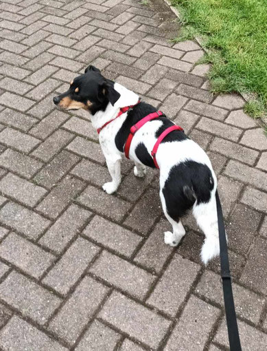 Kasper (Kaprys)   