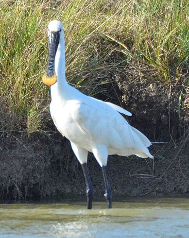 Spoonbill