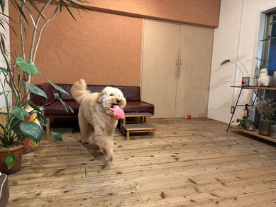 DOGSALONSEALY ドッグサロンシーリー 表参道 南青山 外苑前 トリミングサロン 射手今日子 プードル トリマー