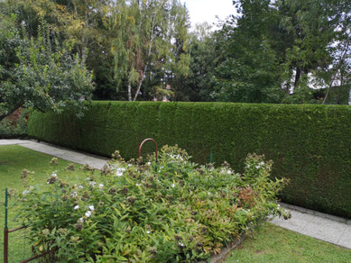 Foto von einem gepflegten Garten.