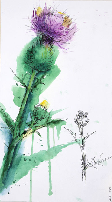 Stachelige Schönheit   30  x  40  Aquarell, Fineliner  (verkauft)