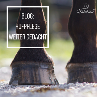 Gepflegte Hufe auf Kiesel